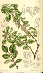 Antarktyda Nothofagus